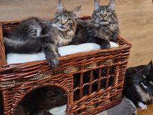 Maine Coon kassipojad