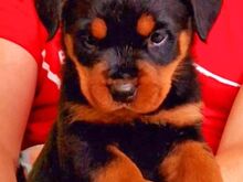 Rottweileri kutsikad
