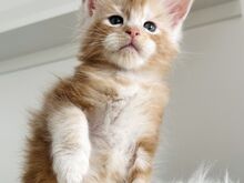 Maine Coon