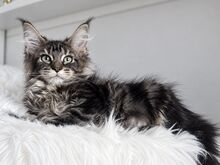 Maine Coon
