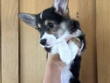 Pembroke'i Welsh Corgi Kutsikad | Kennelklubis Reg