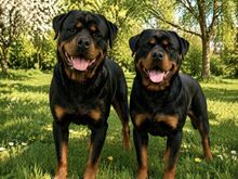 Rottweileri kutsikad