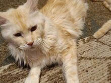 Tumeda karvaga Maine Coon