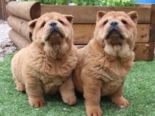 Chow Chow kutsikad