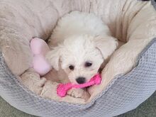 Bichon Frise
