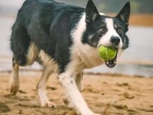 Border Collie kutsikad