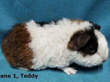Tõu merisead Teddy