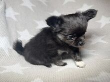 Chihuahua Kutsikad | Kennelklubis Registreeritud