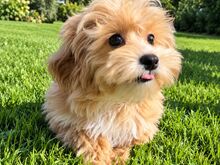 Maltipoo isane kutsikas