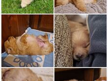 Pomeranian / kääbusspitsi preilid