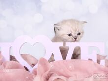 Британский короткошерстный котенок Девочка ❤️