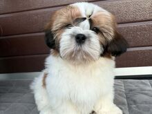 SHIH TZU KUTSIKAD