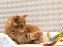 Maine Coon'i kassipojad