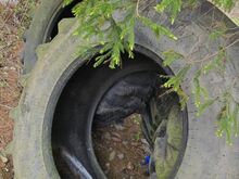 TASUTA traktori rehvid (kasutatud)