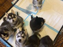 Siberi husky kutsikad