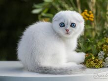 Sinisilmne Scottish Fold poiss