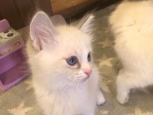 Ragdoll kassipojad saadaval