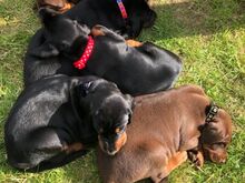 Dobermanni kutsikad