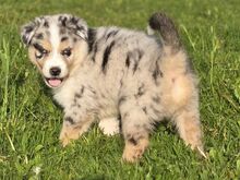 Aussie Siberian F1 kutsikad