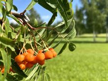 Eksklusiivne krunt Peipsi järve kaldal!