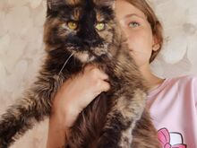 Maine Coon tüdruk