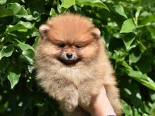 Pomeranian kutsikad