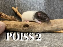 Rotipojad