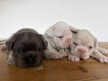 PRANTSUSE BULLDOG