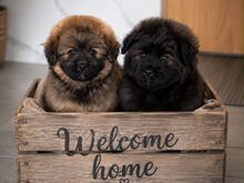 Pomopoo