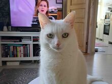 Котёнок Сипсик
