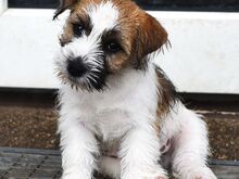 Jack Russelli terjeri kutsikas