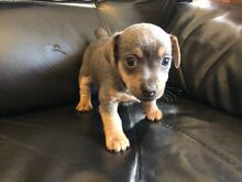 Jack Russelli kutsikad