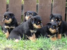 Rottweileri kutsikad