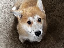 Welsh Corgi Pembroke