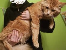Maine Coon, poiss