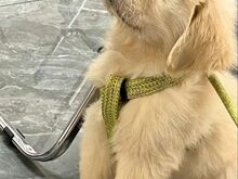 Mänguhimuline labradori kutsikas otsib uut kodu