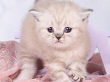 Британский короткошерстный котенок Девочка ❤️