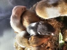 Hamster