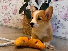 Welsh corgi pembroke kutsikad