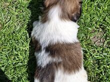 Ideaalsed Shih Tzu kutsikad