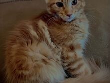 Maine Coon tõugu kassipojad