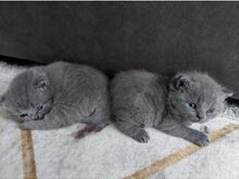 British Shorthair kittens