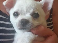 Chihuahua kutsikad