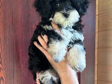 Maltipoo