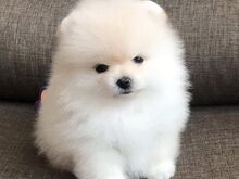 Pomeranian kutsikad