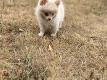 Pomsky Kutsikad | Kennelklubis Registreeritud