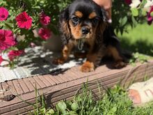 Viimane Cavalier King Charles Spanjeli kutsikas