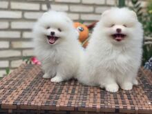 Puhtatõulised pomeranian kutsikad saadaval