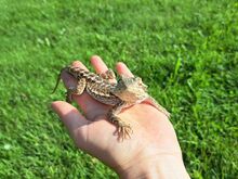 Habeagaam ehk bearded dragon