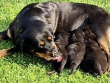 Rottweiler kutsikas